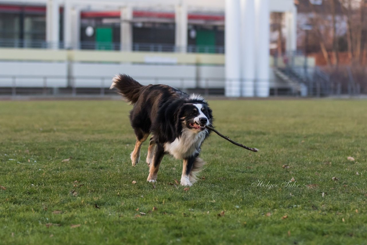 Bild 25 - Hundeshooting